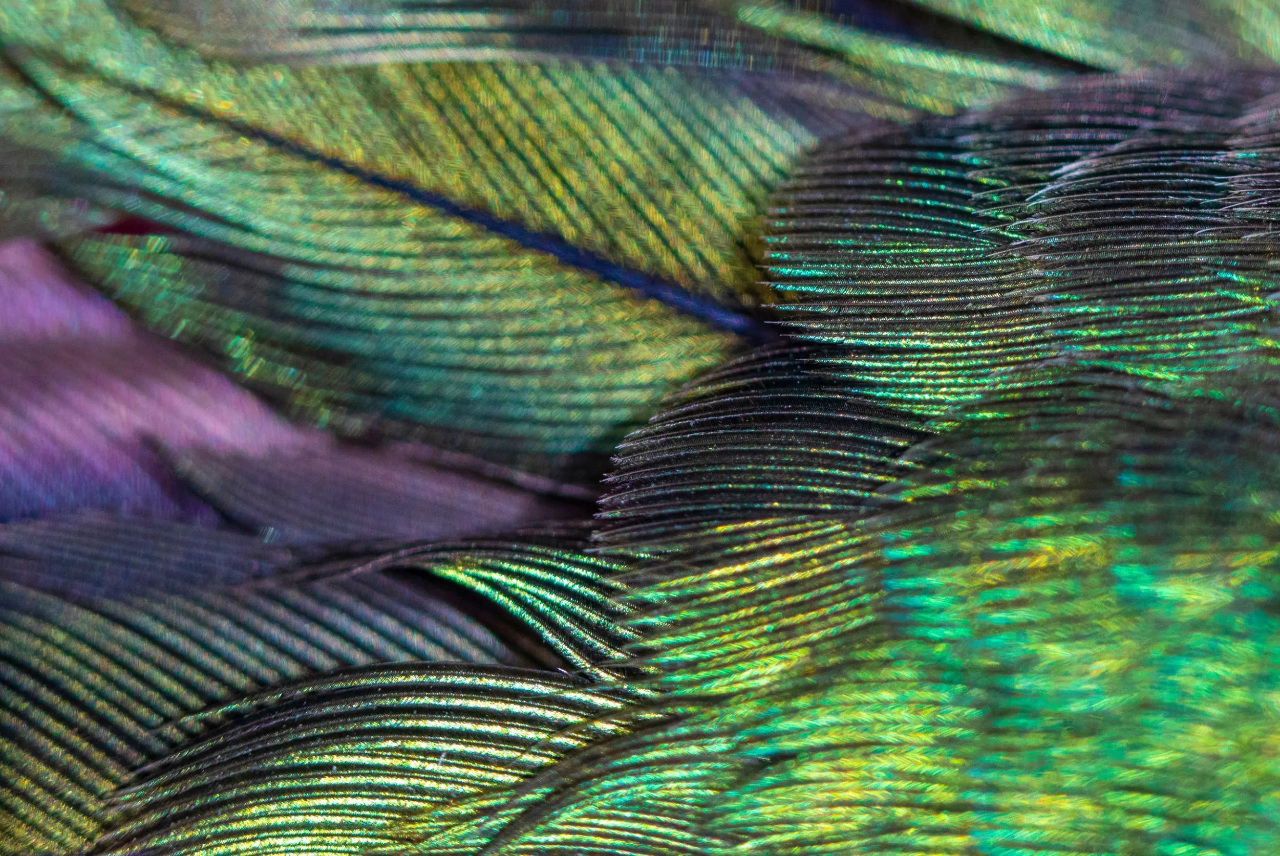Rolls-Royce Phantom Hummingbird 